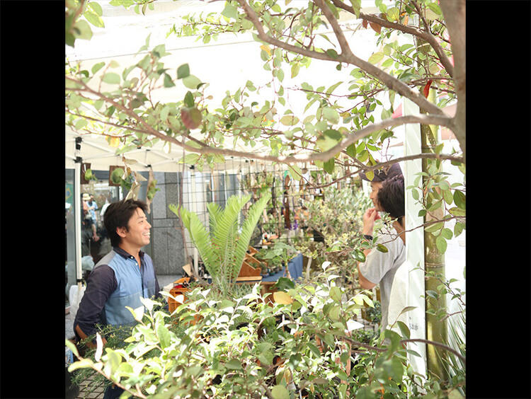 mana's green